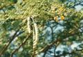 Vachellia farnesiana 